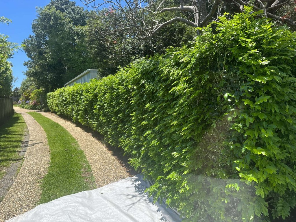 After trimmed hedge line along driveway